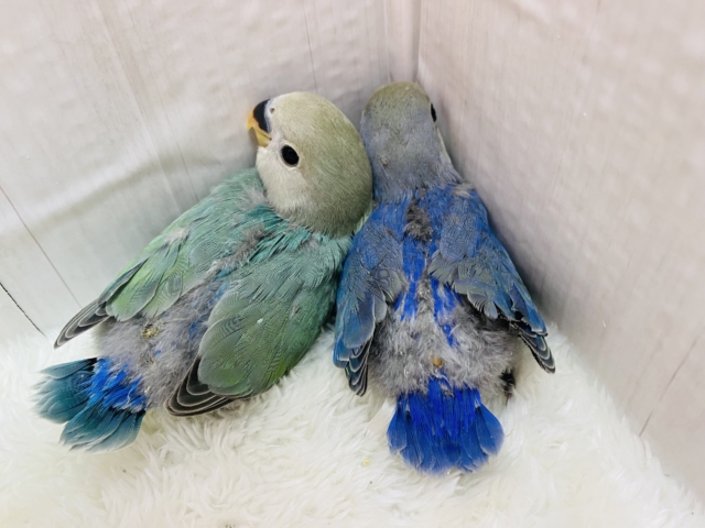 コザクラインコ（小桜インコ）