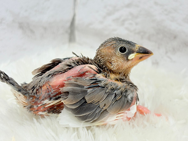 表情豊かなヒナヒナちゃん♡桜文鳥 ヒナ