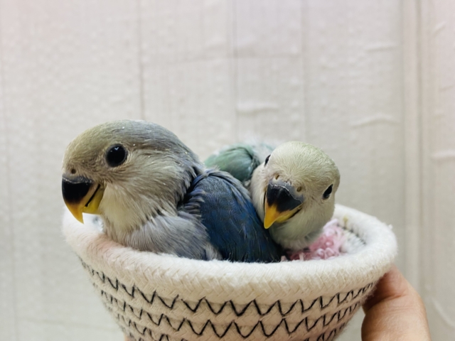 コザクラインコ（小桜インコ）