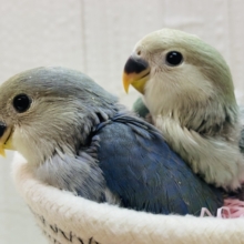 ‪あと一羽！！💚グリーンvsブルー💙コザクラインコどちらのブルーチェリーがお好みですか？