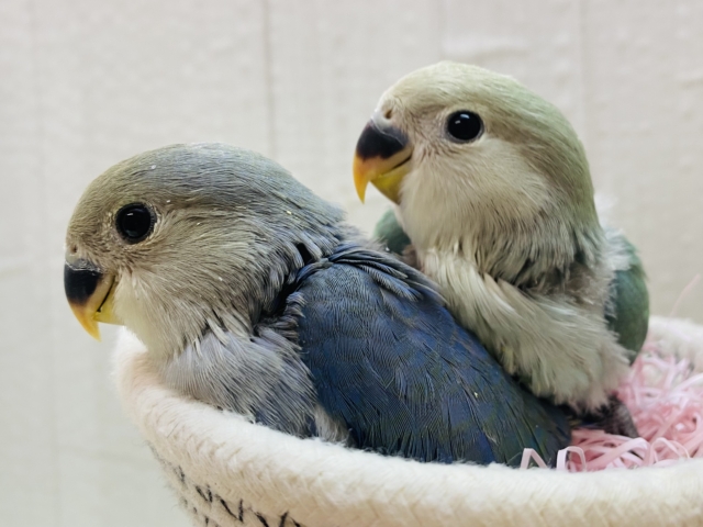 ‪💚グリーンvsブルー💙コザクラインコどちらのブルーチェリーがお好みですか？