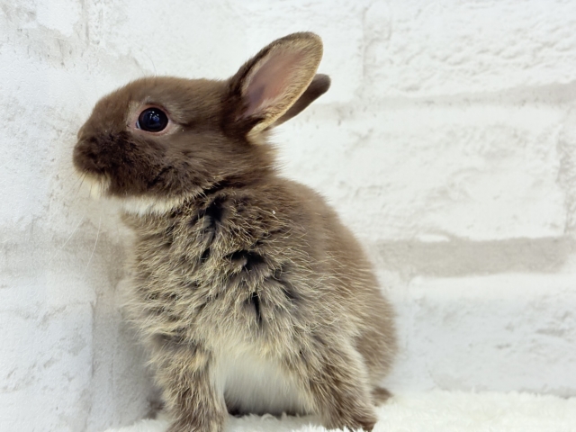 ネザーランドドワーフ