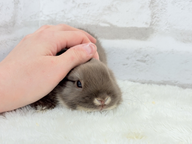 ネザーランドドワーフ