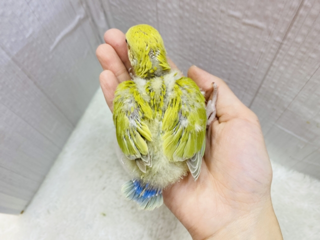 コザクラインコ（小桜インコ）