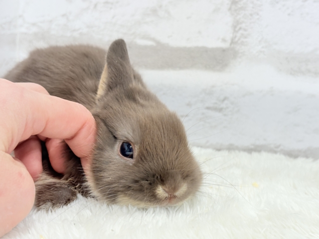 ネザーランドドワーフ