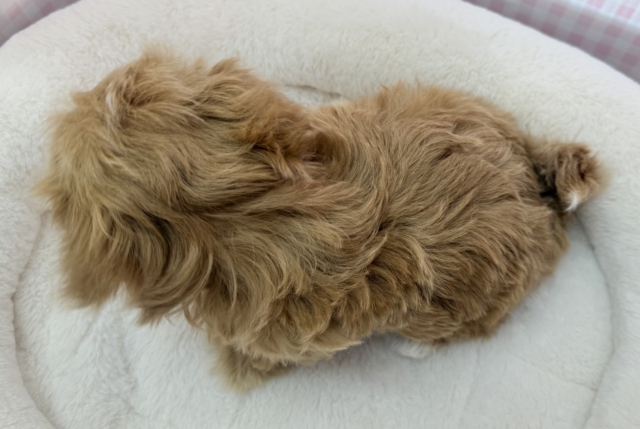 最新📷メロメロ必須!マルプーの女の子💖 マルプー