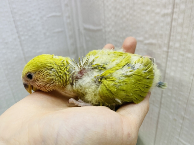 コザクラインコ（小桜インコ）