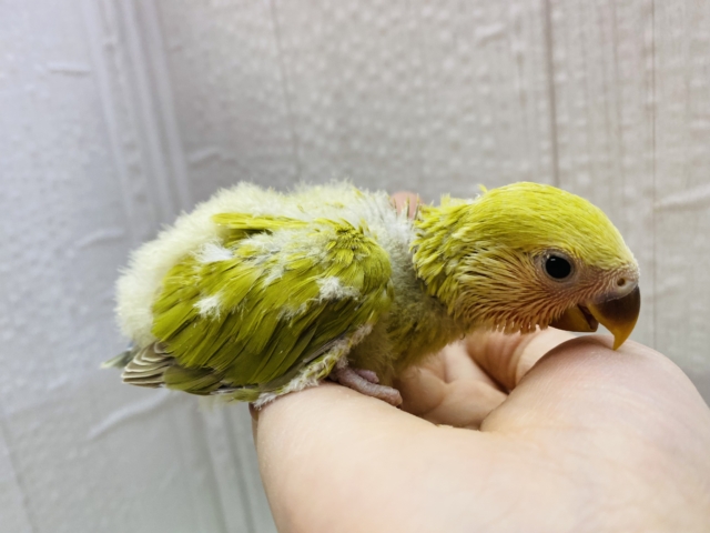 コザクラインコ（小桜インコ）
