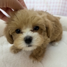 最新📷メロメロ必須！マルプーの女の子💖