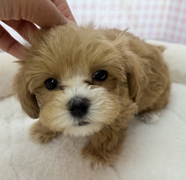 最新📷メロメロ必須！マルプーの女の子💖