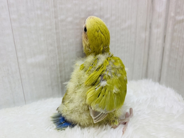 コザクラインコ（小桜インコ）