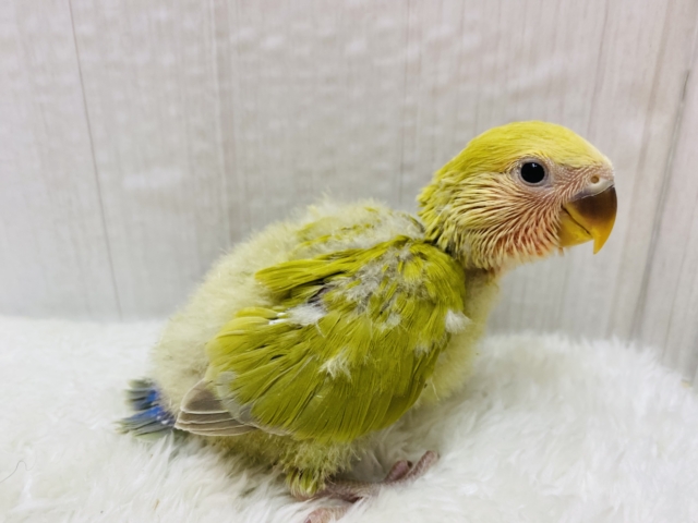 コザクラインコ（小桜インコ）