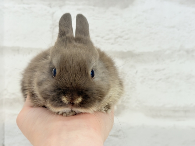 ネザーランドドワーフ