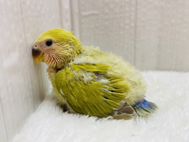 コザクラインコ（小桜インコ）