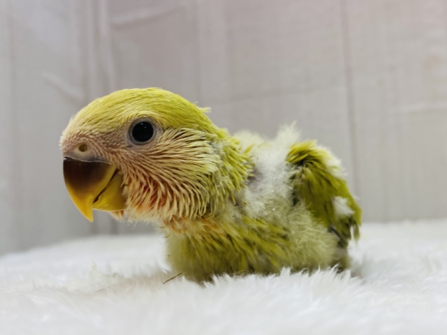 コザクラインコ（小桜インコ）