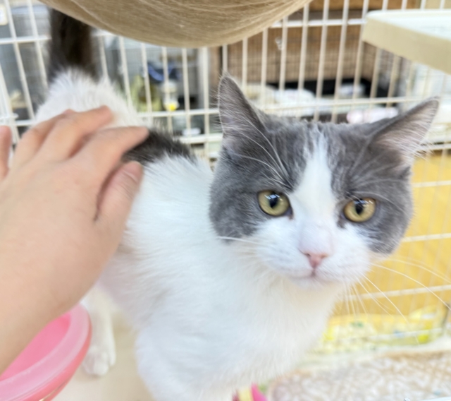 ブリティッシュショートヘア