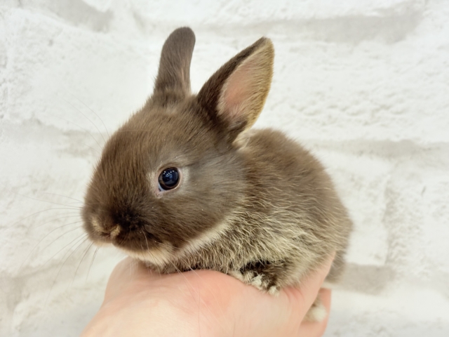 甘々チョコレート🐰🍫ネザーランドドワーフ(チョコレートオター)女の子 ネザーランドドワーフ