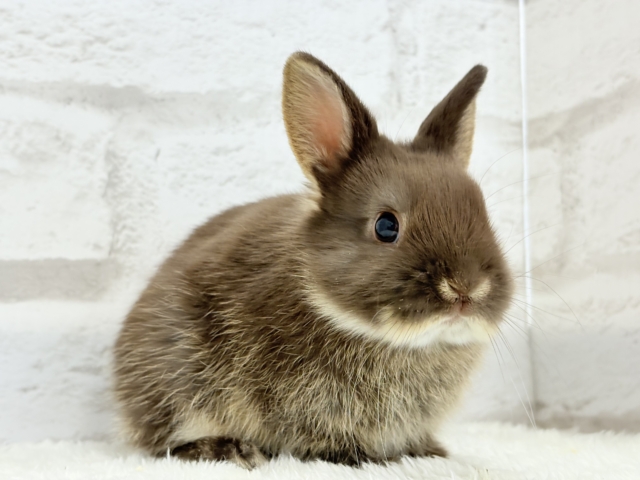 甘々チョコレート🐰🍫ネザーランドドワーフ(チョコレートオター)女の子 ネザーランドドワーフ