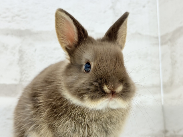 甘々チョコレート🐰🍫ネザーランドドワーフ(チョコレートオター)女の子 ネザーランドドワーフ