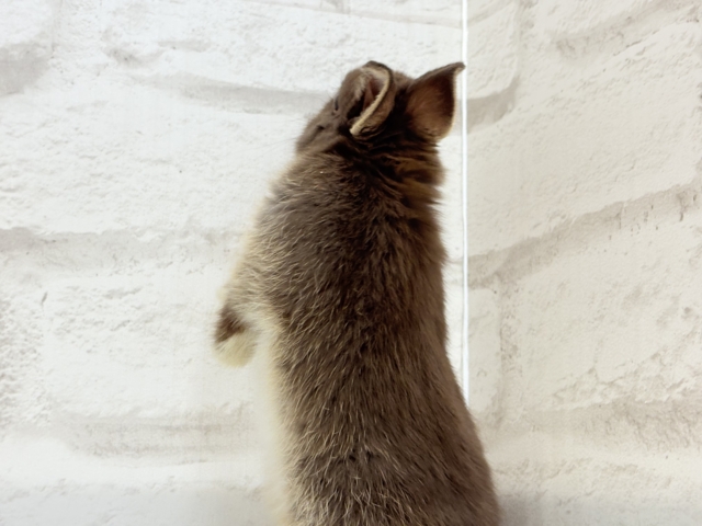 甘々チョコレート🐰🍫ネザーランドドワーフ(チョコレートオター)女の子 ネザーランドドワーフ