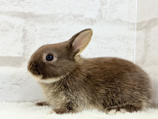 ネザーランドドワーフ