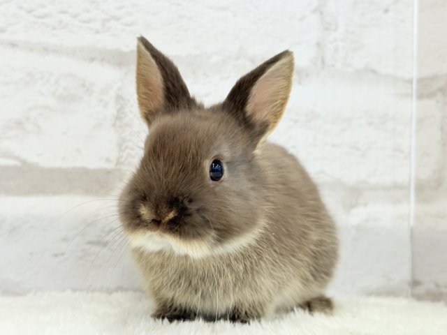 甘々チョコレート🐰🍫ネザーランドドワーフ(チョコレートオター)女の子 ネザーランドドワーフ