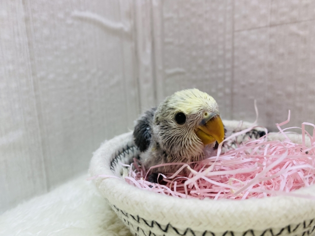 コザクラインコ（小桜インコ）