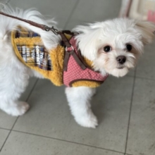 2/28最新🎥あまえんぼガール🤍マルチーズちゃん　2025年8月22日生まれ　女の子