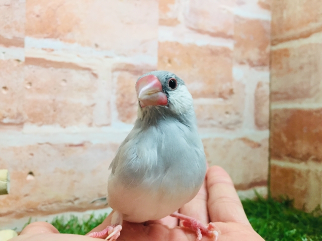 【☆最新画像更新☆】大人気!!シルバー文鳥さんがやってきましたよ~✨✨ シルバー文鳥