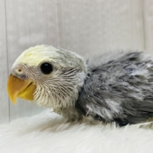 シックな色が魅力的🩶パッチリおめめが可愛すぎる❗️コザクラインコのモーブパイド⭐️