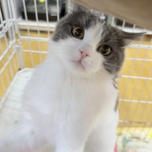 最新📷将来は丸顔！ブリティッシュくん🐈