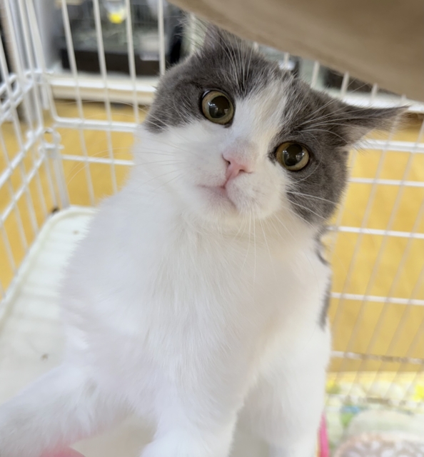 最新📷将来は丸顔！ブリティッシュくん🐈