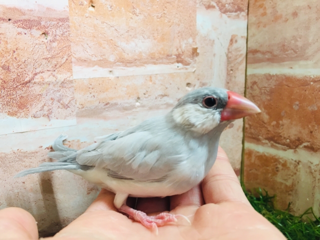 【☆最新画像更新☆】大人気!!シルバー文鳥さんがやってきましたよ~✨✨ シルバー文鳥
