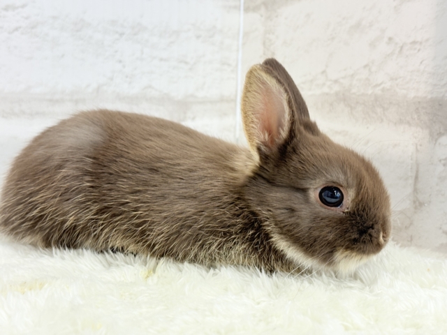 ネザーランドドワーフ