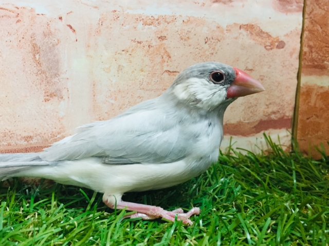 【☆最新画像更新☆】大人気!!シルバー文鳥さんがやってきましたよ~✨✨ シルバー文鳥