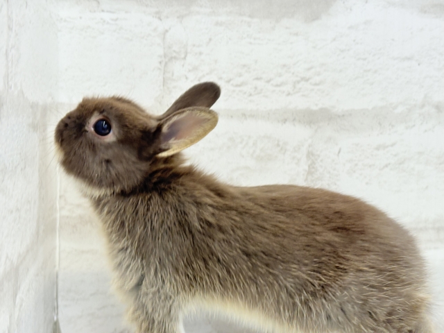 ネザーランドドワーフ