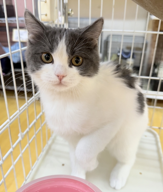 ブリティッシュショートヘア