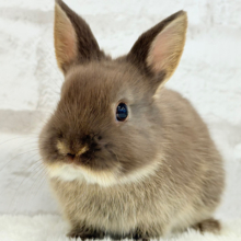 甘々チョコレート🐰🍫ネザーランドドワーフ(チョコレートオター)女の子