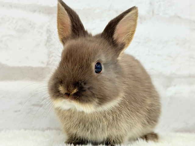 甘々チョコレート🐰🍫ネザーランドドワーフ(チョコレートオター)女の子 甘々チョコレート🐰🍫ネザーランドドワーフ(チョコレートオター)女の子