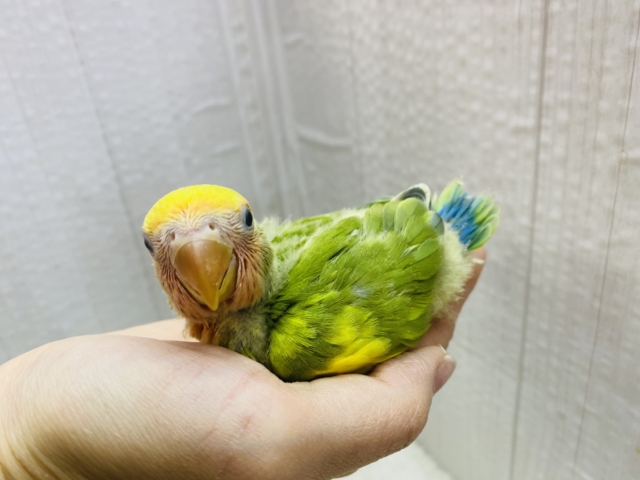 コザクラインコ（小桜インコ）