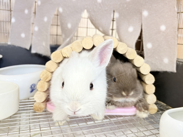 ネザーランドドワーフ