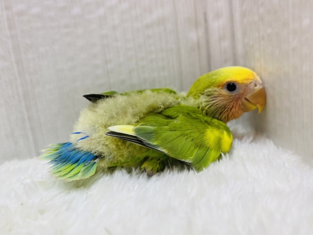 コザクラインコ（小桜インコ）