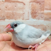 【☆最新画像更新☆】大人気！！シルバー文鳥さんがやってきましたよ～✨✨