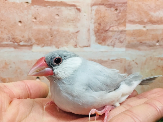 【☆最新画像更新☆】大人気!!シルバー文鳥さんがやってきましたよ~✨✨ シルバー文鳥