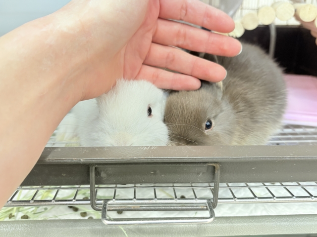 ネザーランドドワーフ