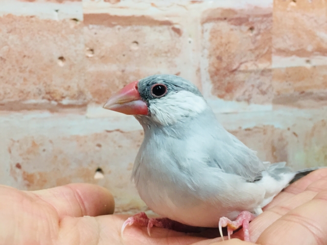 【☆最新画像更新☆】大人気!!シルバー文鳥さんがやってきましたよ~✨✨ シルバー文鳥
