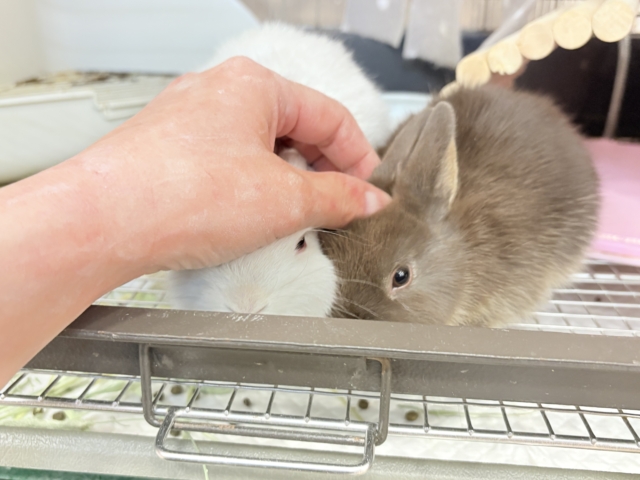 甘々チョコレート🐰🍫ネザーランドドワーフ(チョコレートオター)女の子 ネザーランドドワーフ