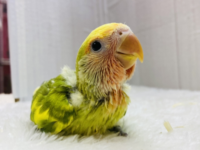 カラフルコザさんになりますよ〜💕コザクラインコのタイガーチェリー🍒