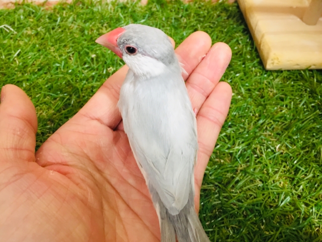 【☆最新画像更新☆】大人気!!シルバー文鳥さんがやってきましたよ~✨✨ シルバー文鳥