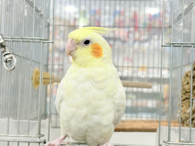 オカメインコ